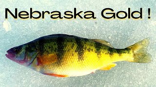 Nebraska Gold  Ice Fishing For Yellow Perch In Nebraska [upl. by Folsom]