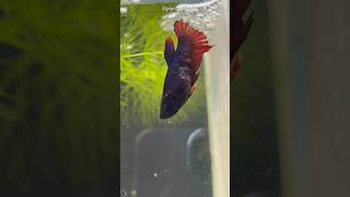 Betta fish cute pair 😍❤️ shorts bettafish breeding [upl. by Annaoy]