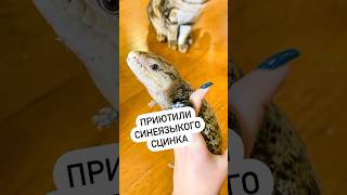 Ящер обрел новый дом 💙 tiliqua bluetongue lizard необычныеживотные [upl. by Ranit41]