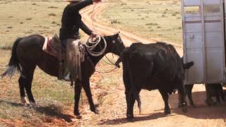 Cattle Drive at the Dryhead Ranch in Montana USA [upl. by Arbe]