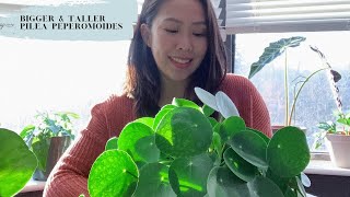 TIPS on a bigger and taller PILEA PEPEROMOIDES [upl. by Elna303]