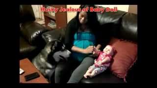 Siberian Husky Jealous of New Baby Doll [upl. by Nicolette]