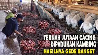 TERNAK JUTAAN CACING DIPADUKAN KAMBINGOMSET GEDE BANGET [upl. by Latrell]