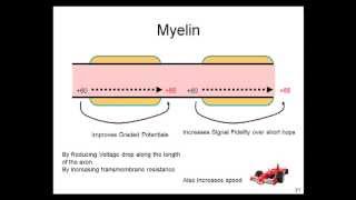 Graded Potentials Action Potentials Electrotonic Conduction Myelin [upl. by Ecnatsnoc]