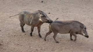 Warthog behavior in our yard in the bush in Marloth Park South Africa [upl. by Kries]