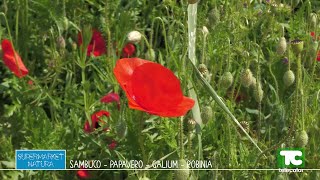 Supermarket natura papavero gallium robinia e sambuco [upl. by Olram]