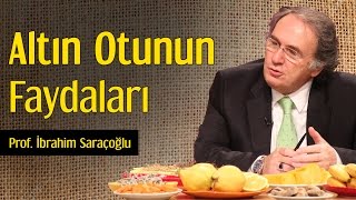 Altın Otunun Faydaları  Prof İbrahim Saraçoğlu [upl. by Eulau631]