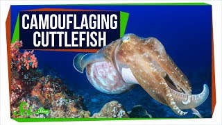 Colorfully Camouflaging Cuttlefish Are Colorblind [upl. by Millhon857]