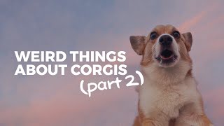 Weird Things That Corgis Do PART 2 • Corgi Ownership [upl. by Dawkins]