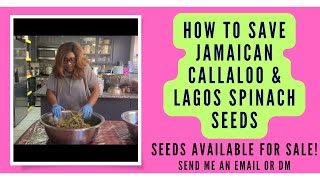 How To Easily Save amp Store Jamacian Callaloo amp Lagos Spinach Seeds  Callaloo amp Shoko Seeds On Sale [upl. by Akialam]