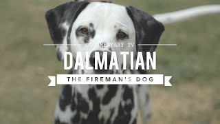 ALL ABOUT DALMATIANS THE FIREHOUSE DOG [upl. by Madid]