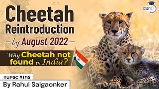 Cheetah reintroduction to begin in India What are the issues with reintroduction of species UPSC [upl. by Donegan]