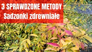 Jak zrobić sadzonki forsycjijak rozmnożyć forsycję NAJPROSTSZE METODY [upl. by Burck]