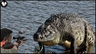 How Do Farmers And Hunters American Deal With Millions Of Wild Boar And Crocodile By Guns [upl. by Llorrac]