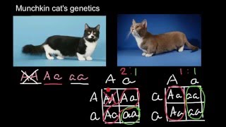 Munchkin cats genetics [upl. by Aneryc]