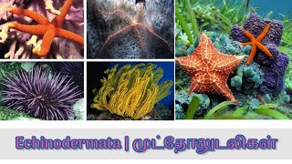 Phylum  Echinodermata  தொகுதி  முட்தோல் உடலிகள்  Invertebrates [upl. by Kelson]