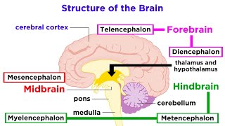 The Structure and Physiology of the Human Brain [upl. by Nifled148]