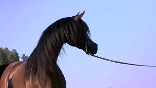 O Arabian  A Film Loveletter to the Incredible Arabian Horse [upl. by Keg586]