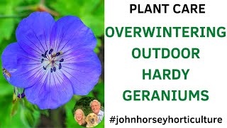 HOW TO OVERWINTER OUTDOOR HARDY GERANIUMS  OVERWINTERING CRANESBILL [upl. by Eniamahs]