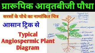 प्रारूपिक आवृतबीजी पौधा  सरसों के पौधे का नामांकित चित्र  typical angiospermic plant diagram [upl. by Assili552]