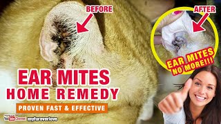 Ear Mites Home Remedy Paano Gamutin Ang Ear Mites ng Pusa Proven Fast and Effective [upl. by Orpah]