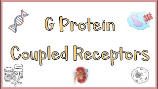 G Protein Coupled ReceptorsGPCRs  Structure Function Mechanism of Action Everything [upl. by Piderit]