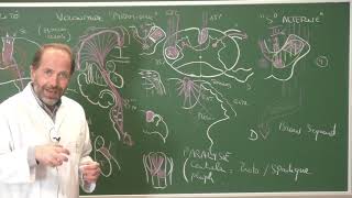 Neuroanatomie 12  Voies motrices neuroanatomie systématisation [upl. by Hershel647]