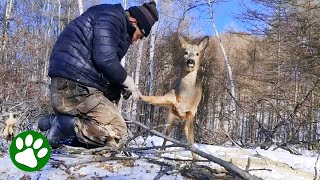 Wild deer waits patiently for man to free her [upl. by Nnylaehs]