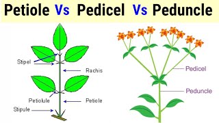 Difference Between Petiole Pedicel And Peduncle In HindiUrdu [upl. by Sibley]