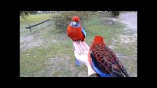 Crimson Rosellas in country Victoria Australia [upl. by Ybbil]