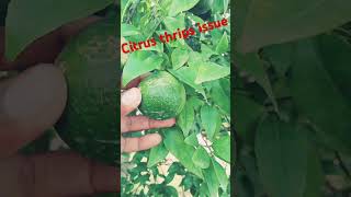 Citrus thrips issue spray recmed insecticide Abamectin shortsviralvideonew shortvideosubscribe [upl. by Dulsea]