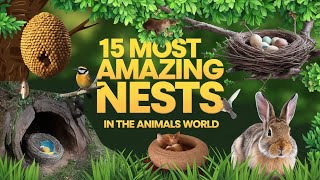 15 Most Amazing Nests In The Animals World [upl. by Armin484]