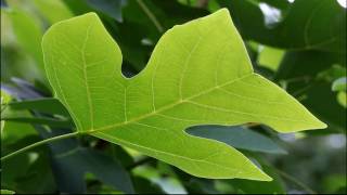 Chinese Tulip Tree [upl. by Aila]