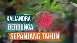 Bonsai Kaliandra Tergemina Calliandra Tergemnina Berbunga Sepanjang Tahun [upl. by Hill484]