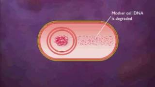 Bacterial Spore Formation Animation Video [upl. by Rumilly622]