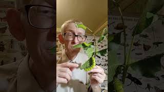 Caterpillars Are My Pets How to Breed Caterpillars Moths Saturnia pyri Kyiv Ukraine 06072023 [upl. by Woodhead]