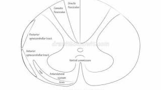 Spinal Cord Ascending Tracts  Draw it to Know it Neuroanatomy [upl. by Tiler328]