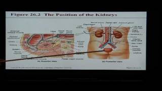 Anatomy and Physiology Help Chapter 26 Urinary System [upl. by Buiron664]