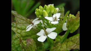 Hedge Garlic and Honesty Identification [upl. by Ahsinnor]