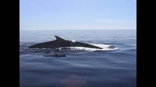 Cabot Trail Whale Watching in 2005 [upl. by Amabel]