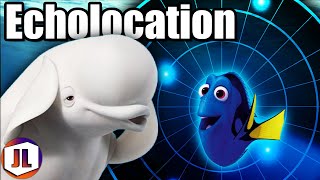 Echolocation in Action How Bailey Finds Dory [upl. by Nylrehc]