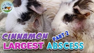 Guinea pig abscess update  treatment to use with Cinnamon at Cavy Central Guinea Pig Rescue [upl. by Beesley]