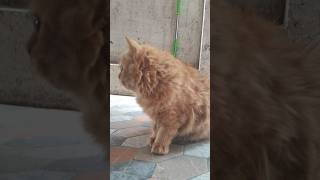 Perisan cat ear cleaning😺ear drops metildalifestylepersiancat cutecattamil [upl. by Elbring225]