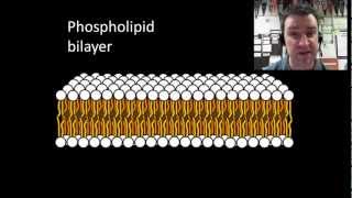 Membranes and selective permeability [upl. by Ia]