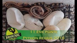 11 ème ponte de Python regius 2018 quotlesserquot x quotchampagnequot [upl. by Toddy]