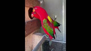 chattering lory are beautiful color breeding time beautiful pair more shorts 😇 [upl. by Elleron]