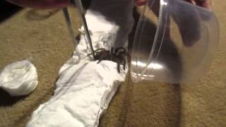 Grammostola Pulchra Unboxing Brazilian Black Tarantula [upl. by Kathye116]