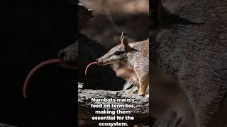 The Numbat Australia’s Adorable AntEating Marvel numbat fascinatingfacts wildlife [upl. by Brodsky]