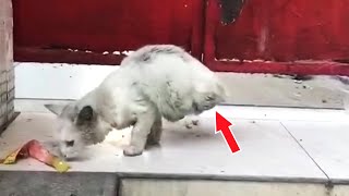 A stray cat that lost half of its body trying hard to find food just wants to survive [upl. by Biddy]