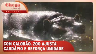 Confira medidas dos zoológicos para proteger animais do tempo seco  Chega Mais Notícias 110924 [upl. by Cullie495]